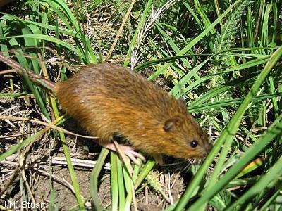 Meadow Jumping Mouse