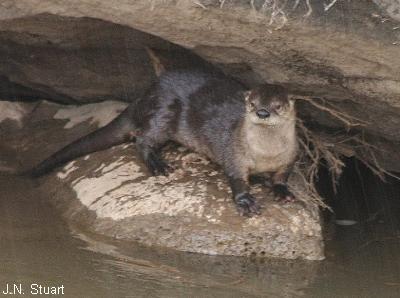 North American River Otter