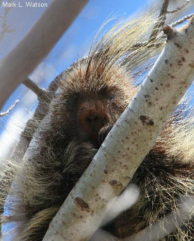 Common Porcupine