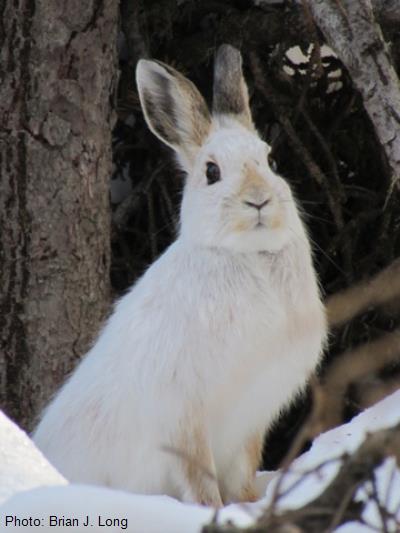 Snowshoe Hare