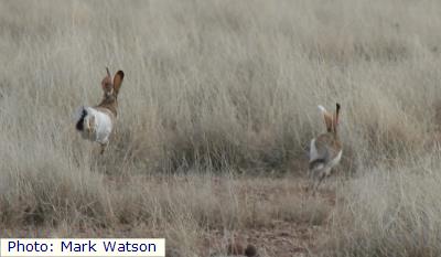White-sided Jackrabbit