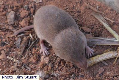 Least Shrew