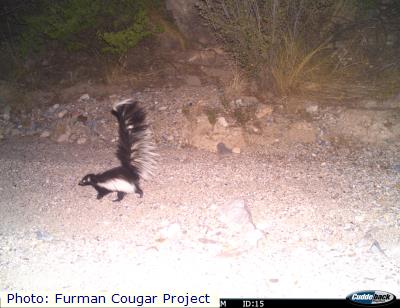 Hooded Skunk