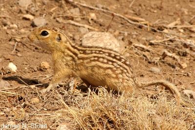 Thirteen-lined Ground Squirrel