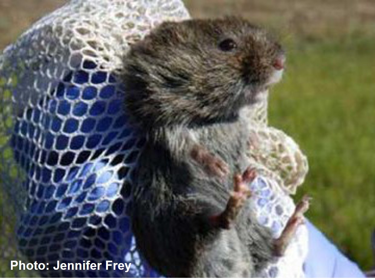 Arizona Montane Vole