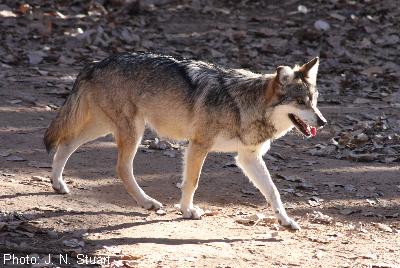 Mexican Gray Wolf