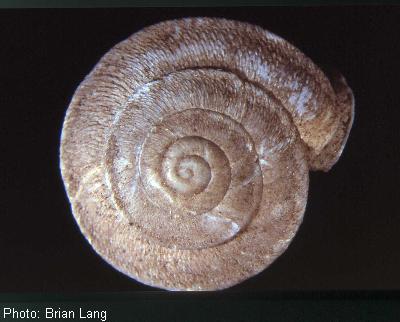 Hacheta Grande Woodlandsnail