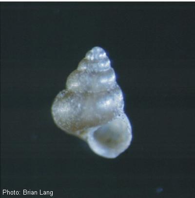 Pecos Assiminea