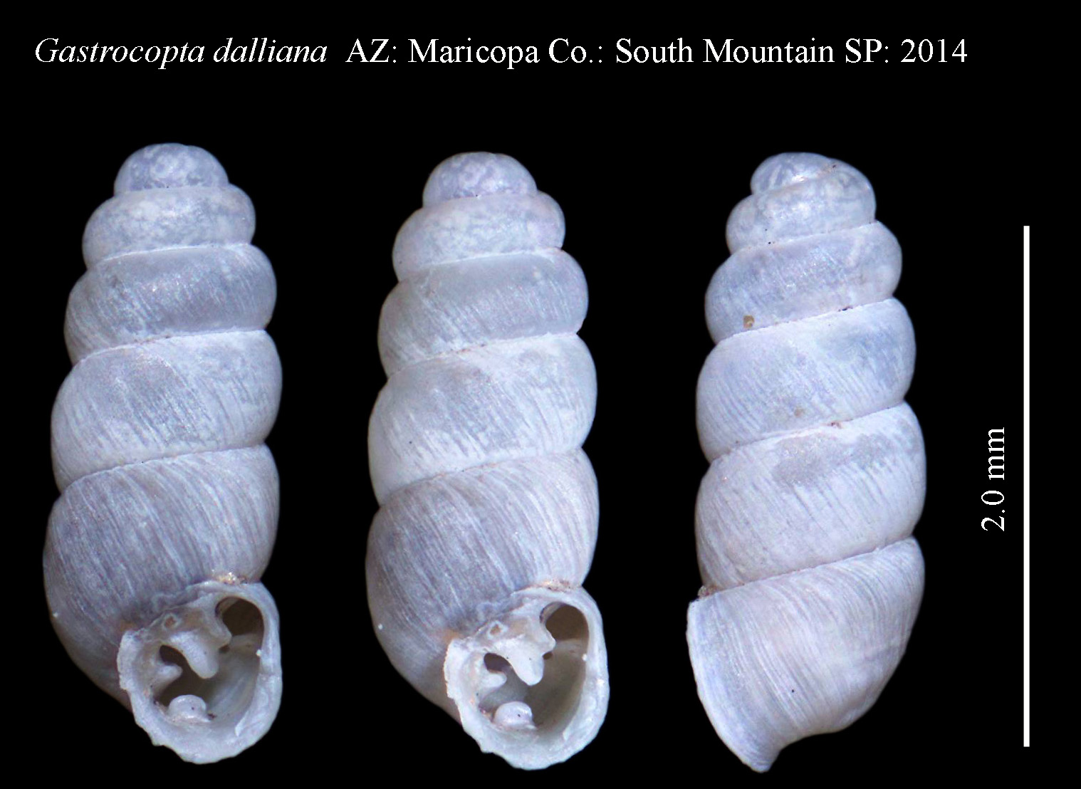 Shortneck Snaggletooth Snail
