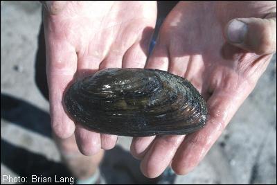 Texas Hornshell