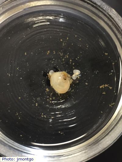 Swamp Fingernailclam