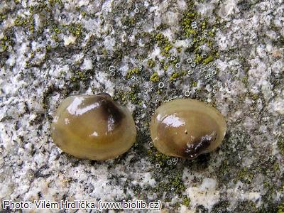 Lake Fingernailclam