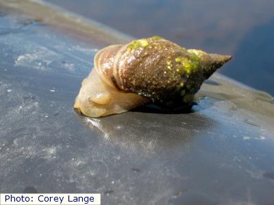Wrinkled Marshsnail