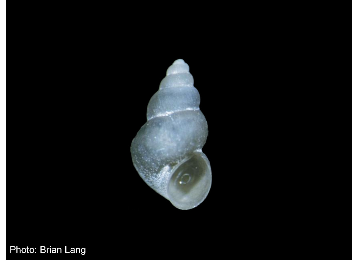 Koster’s Springsnail
