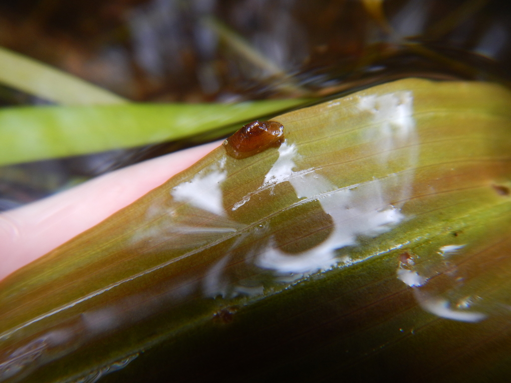 Creeping Ancylid Snail