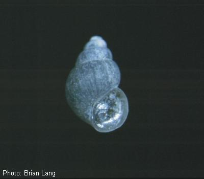 Roswell Springsnail