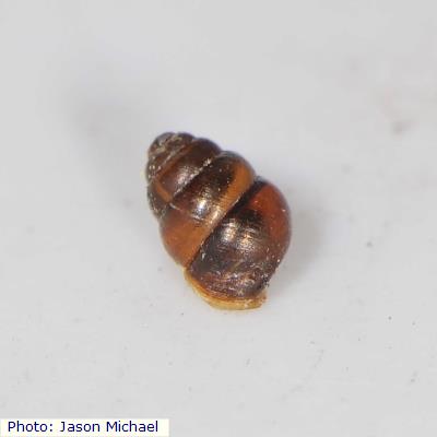 Ovate Vertigo Snail