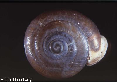 Big Hatchet Woodlandsnail