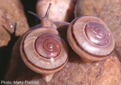 Animas Talussnail