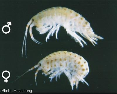 Noel’s Amphipod
