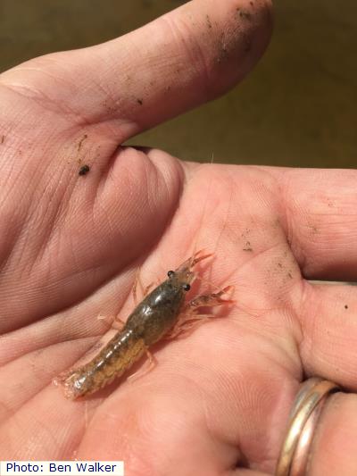 Southern Plains Crayfish