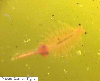 Brine Shrimp