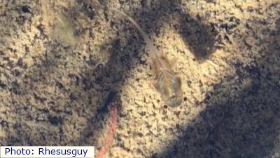 Colorado Fairy Shrimp