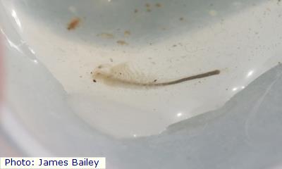 Versatile Fairy  Shrimp