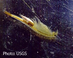 Packard’s Fairy  Shrimp