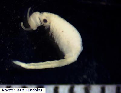 Sublette’s Fairy  Shrimp