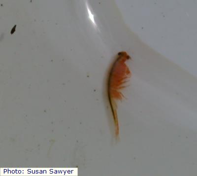 Knobblip Fairy Shrimp