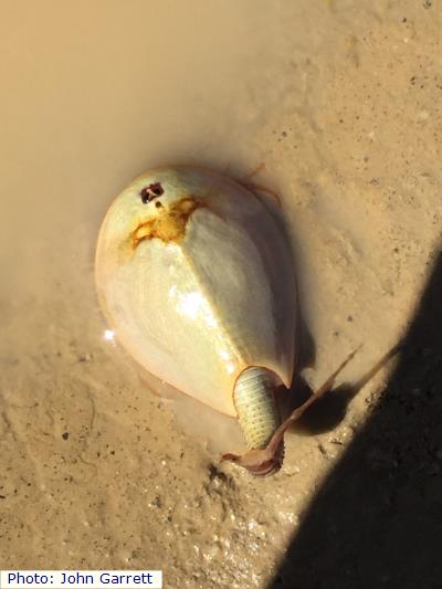 Lynch Tadpole Shrimp