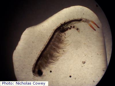 Great Plains Fairy Shrimp