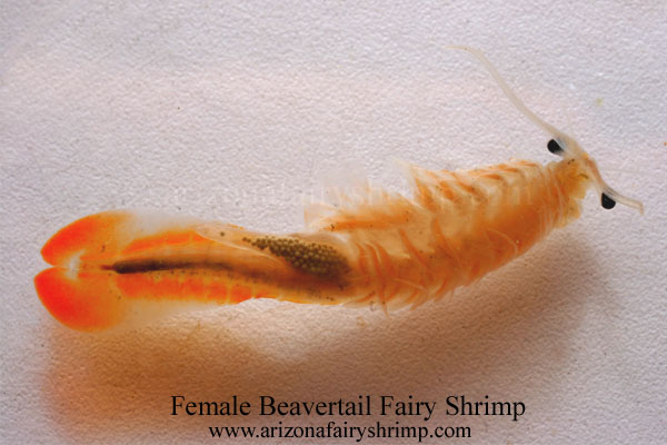 Mexican Beavertail Fairy Shrimp