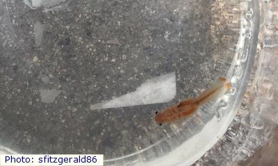 Beavertail Fairy Shrimp