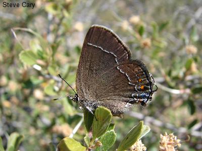 Organ Mountains Poling’s Hairstreak