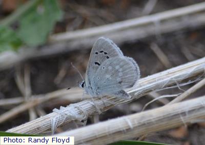 Sacred Boisduval’s Blue