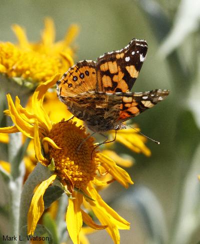 Moths and Butterflies