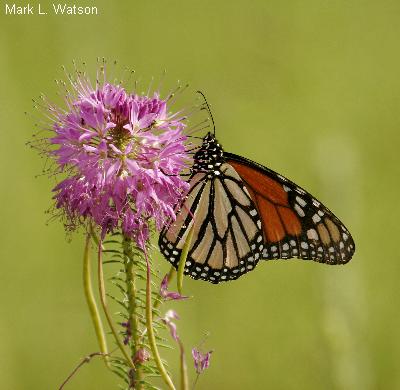 Monarch