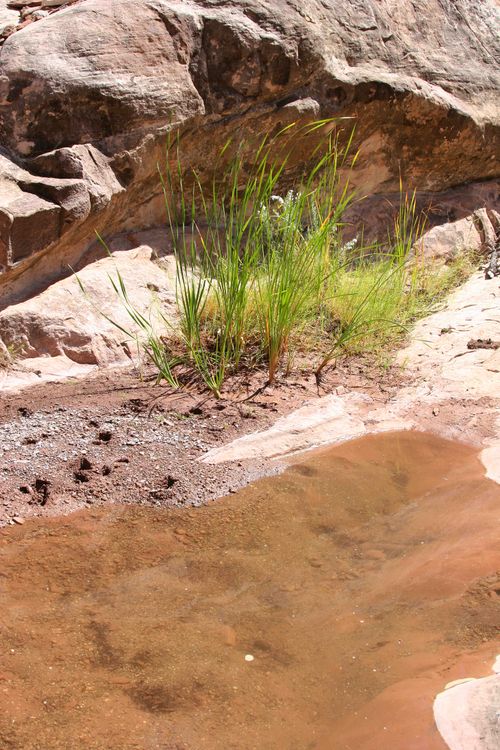 Riparian Woodlands and Wetlands