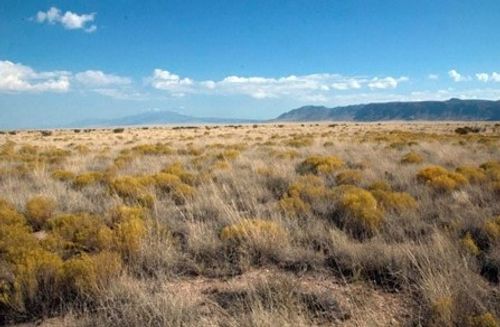 Chihuahuan Semi-Desert Grassland)