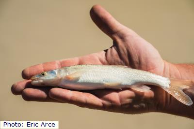Colorado Pikeminnow