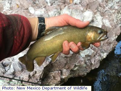 Gila Trout