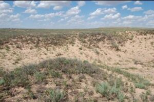 Great Plains Sand Grassland and Shrubland