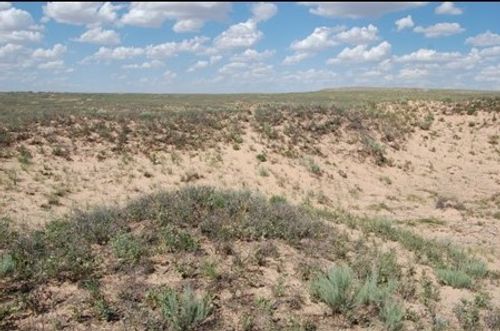Great Plains Sand Grassland and Shrubland)