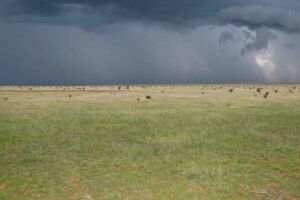 Great Plains Shortgrass Prairie