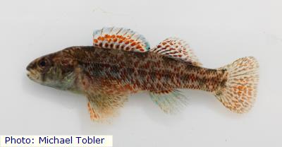 Greenthroat Darter