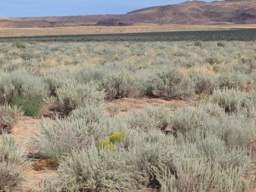 Intermountain Dwarf Sagebrush Shrubland)
