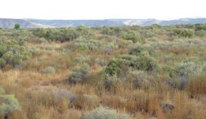 Intermountain Saltbush Shrubland