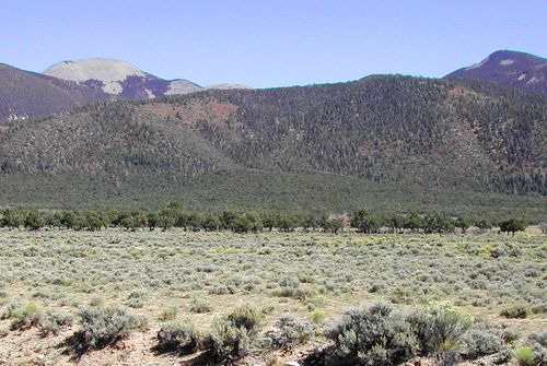 Intermountain Tall Sagebrush Shrubland)